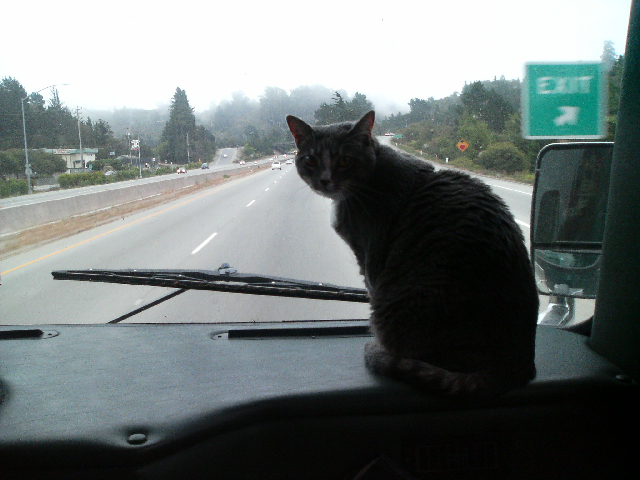 Alladin on the dashboard