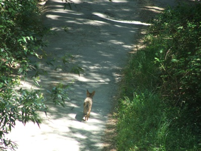 Coyote2