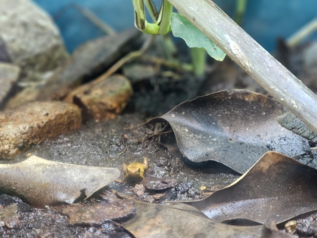 A teeny tiny endangered frog sitting next to some brown leaves. The frog is yellow in color.