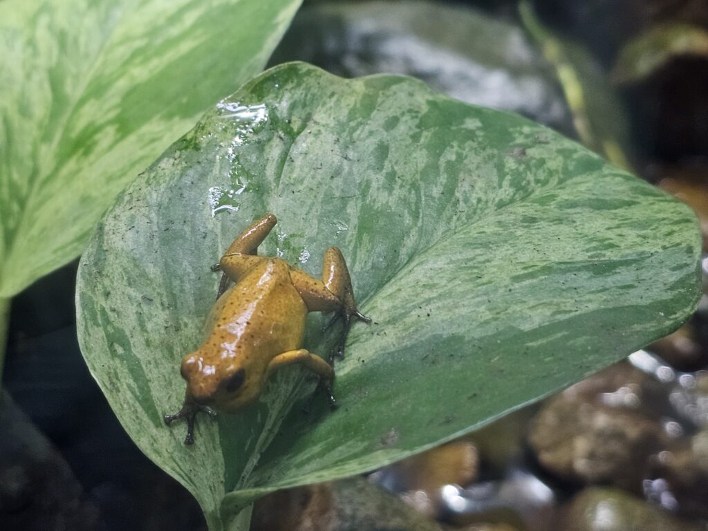 A golden frog sitting on a green leaf