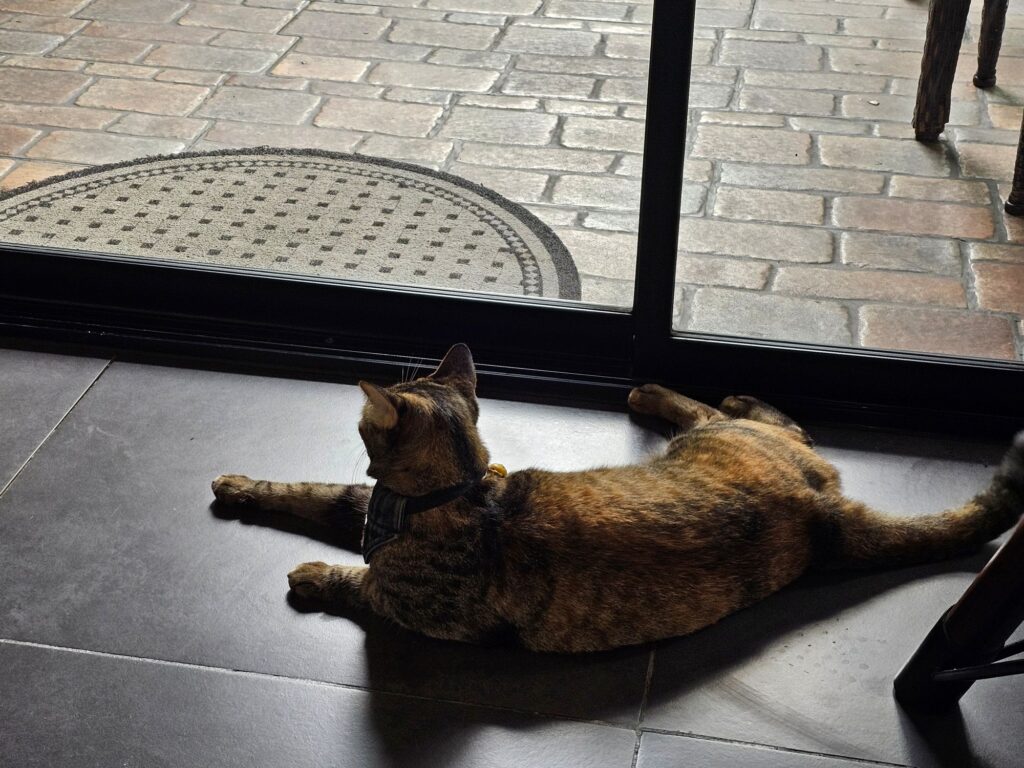 A brown tabby named Picchu, lounging in front of a sliding glass door. Resident cat at The Princess Cafe.