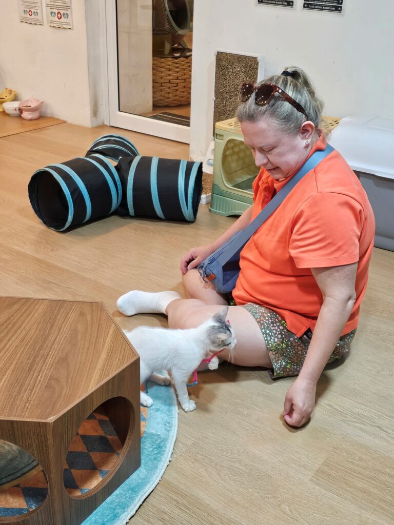 Suzanne, a middle-aged woman with blonde hair, playing with a rambunctious kitten at the cat cafe.