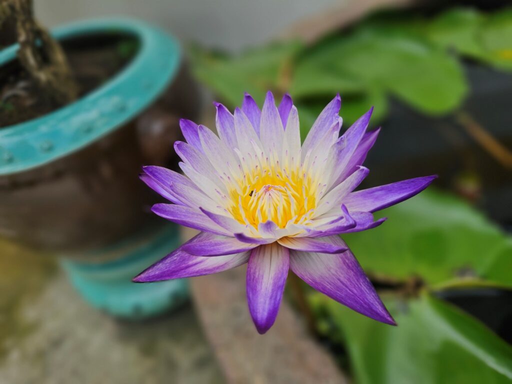 A lotus flower at the temple