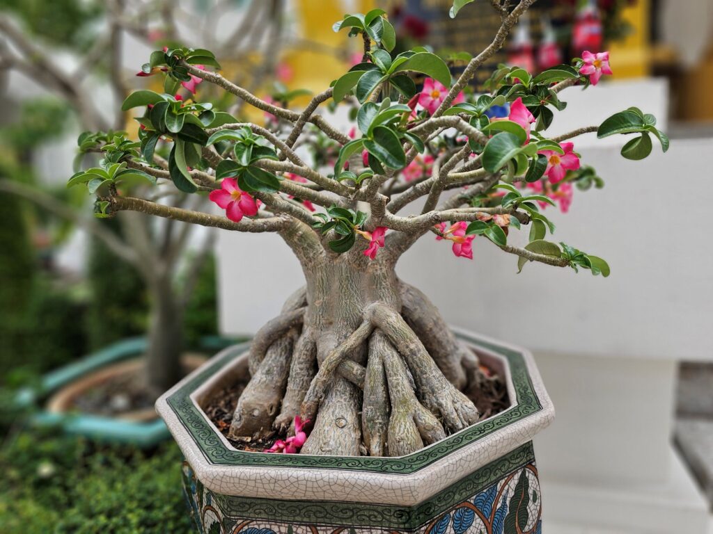 A small flowering tree with pink flowers at the temple