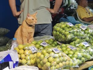 An orange cat sits with its mouth slightly open, on a table with many bags of green limes.