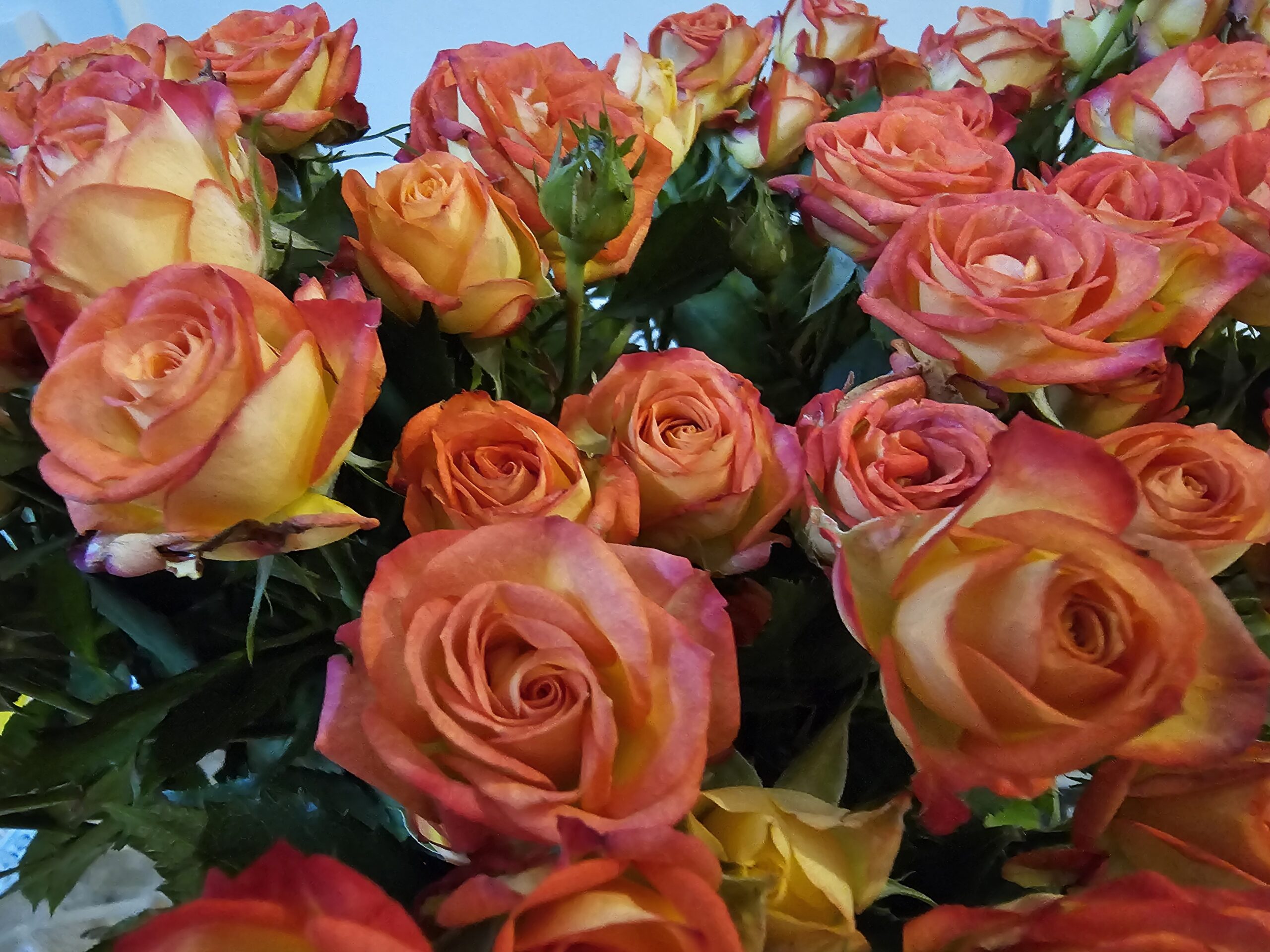 Close-up of orange roses