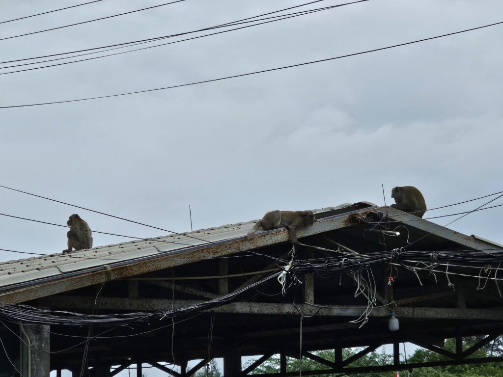 A group of 3 monkeys sitting and lounging on a tin roof
