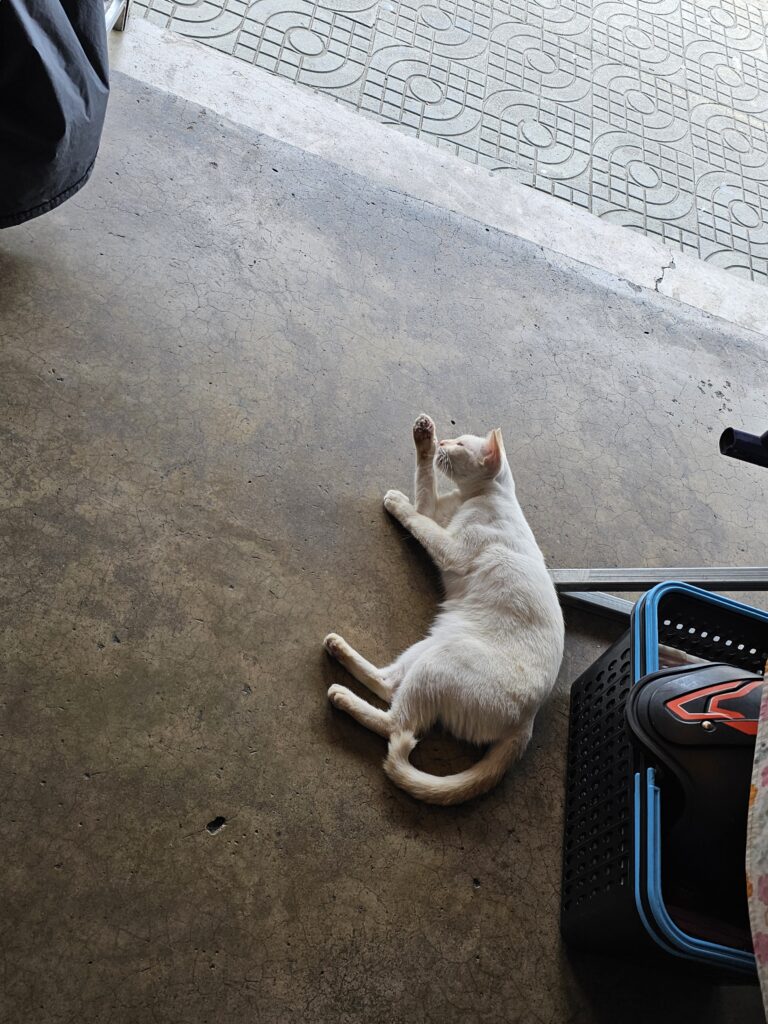 A buff seal point cat, lying down and grooming herself.