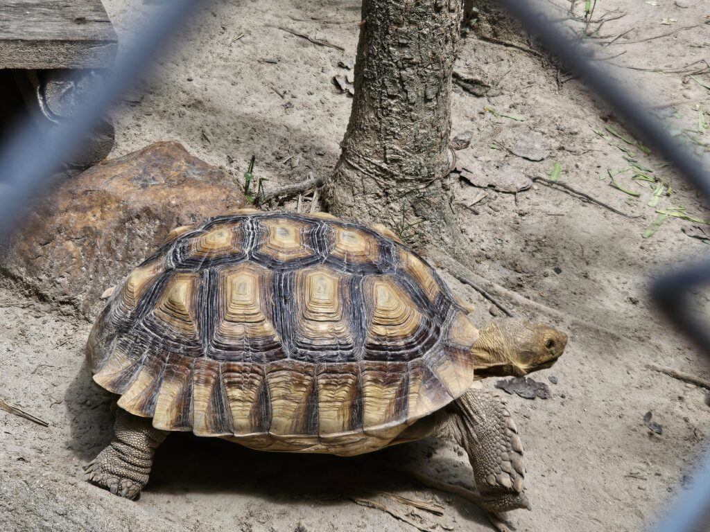 A rescued AFrican tortoise at the wildlife sanctuary