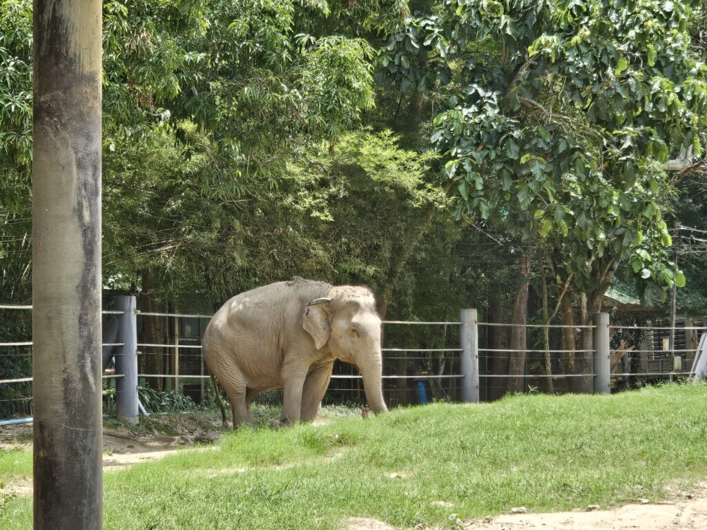 A female elephant standing near a fence. She's doing her own thing because she doesn't enjoy the company of other elephants, and at the wildlife sanctuary, she gets to live her life the way she wants to.
