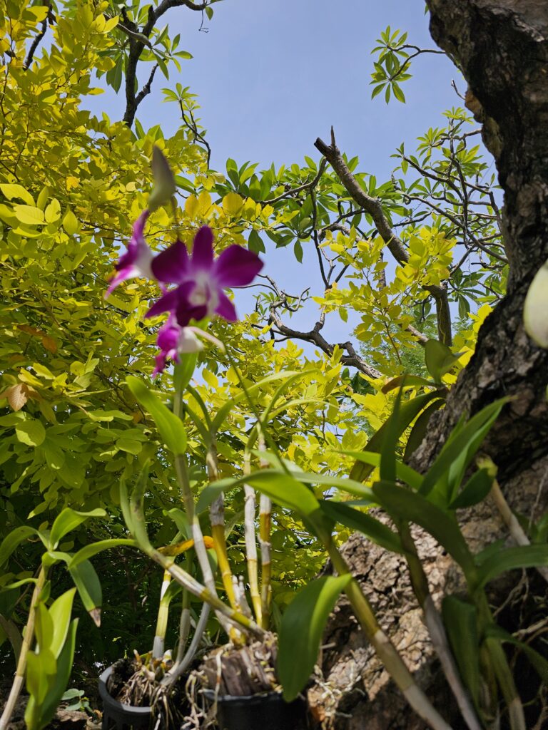 A purple orchid growing on a tree at the Grand Palace