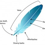 feather_anatomy